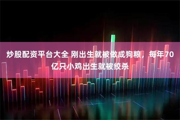 炒股配资平台大全 刚出生就被做成狗粮，每年70亿只小鸡出生就被绞杀