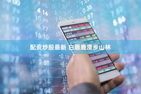 配资炒股最新 白唇鹿漫步山林